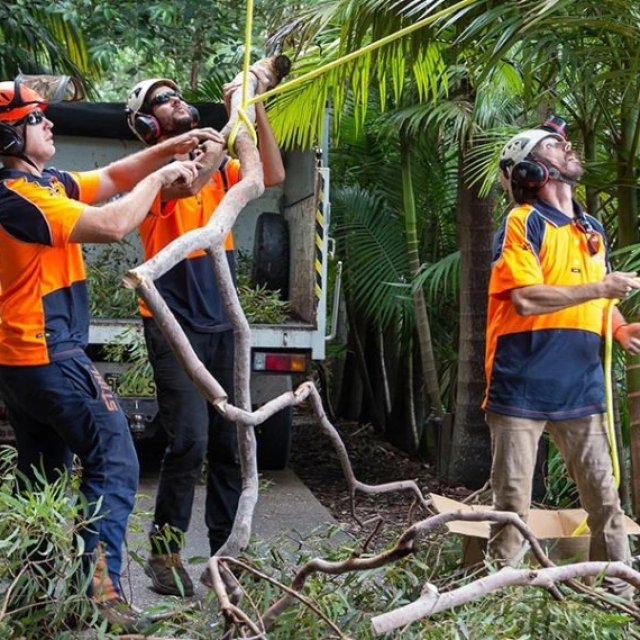 Pro Climbing Tree Services