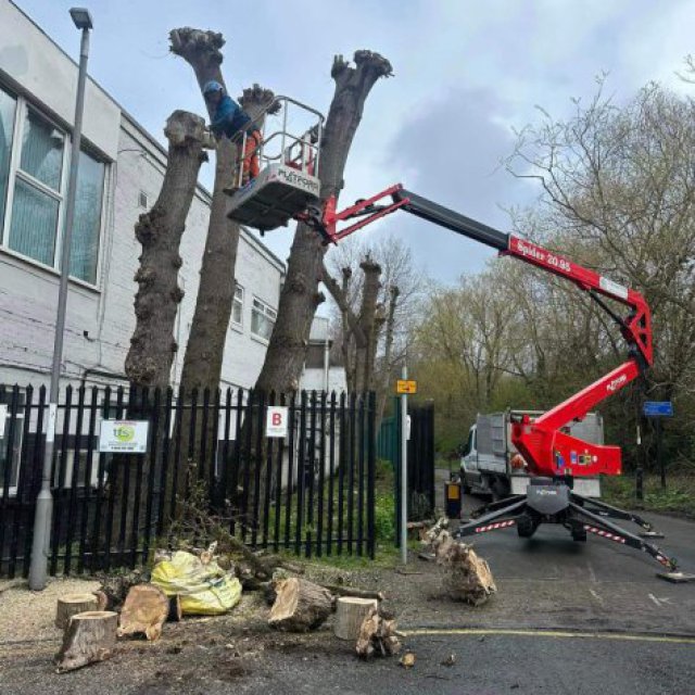 Tree Surgeons Middlesbrough