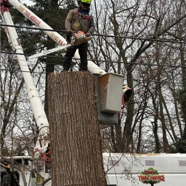 Tony Tree Service