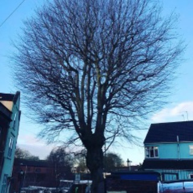 Bristol Tree Services